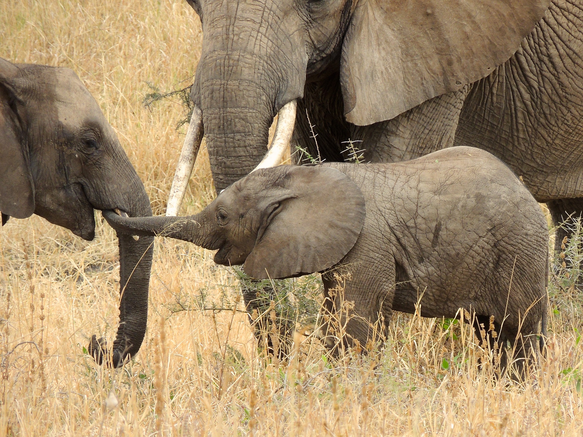 elefantino con sorriso