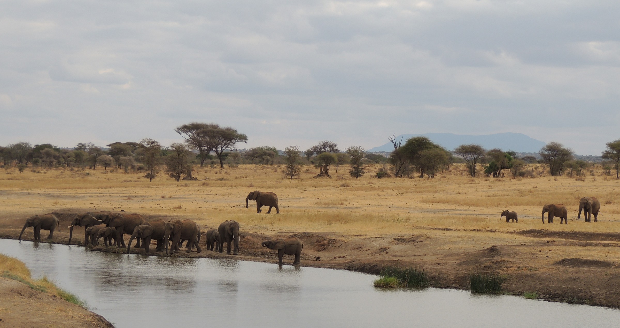 elefanti al fiume per dissetarsi