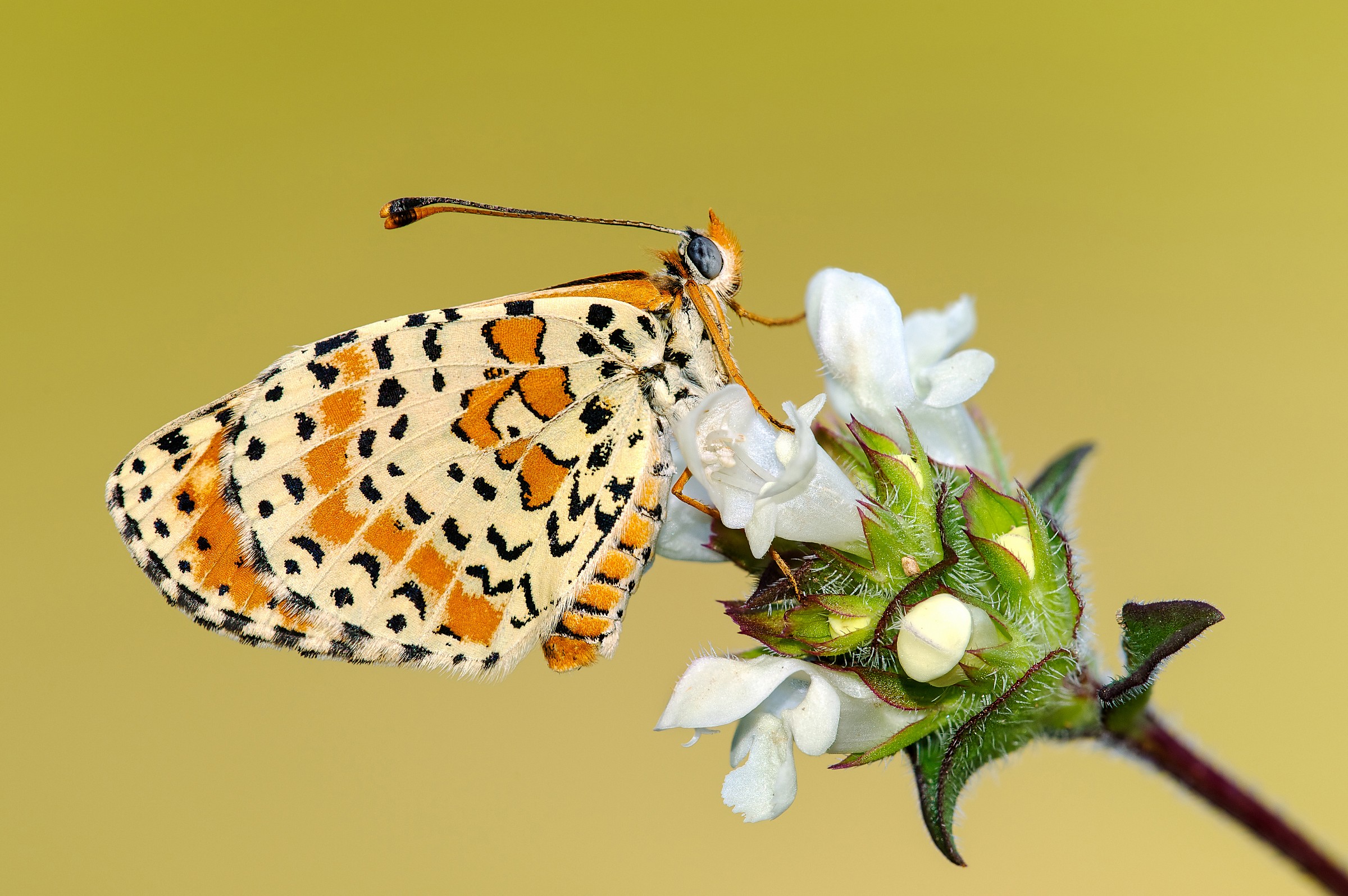 Melitaea didyma