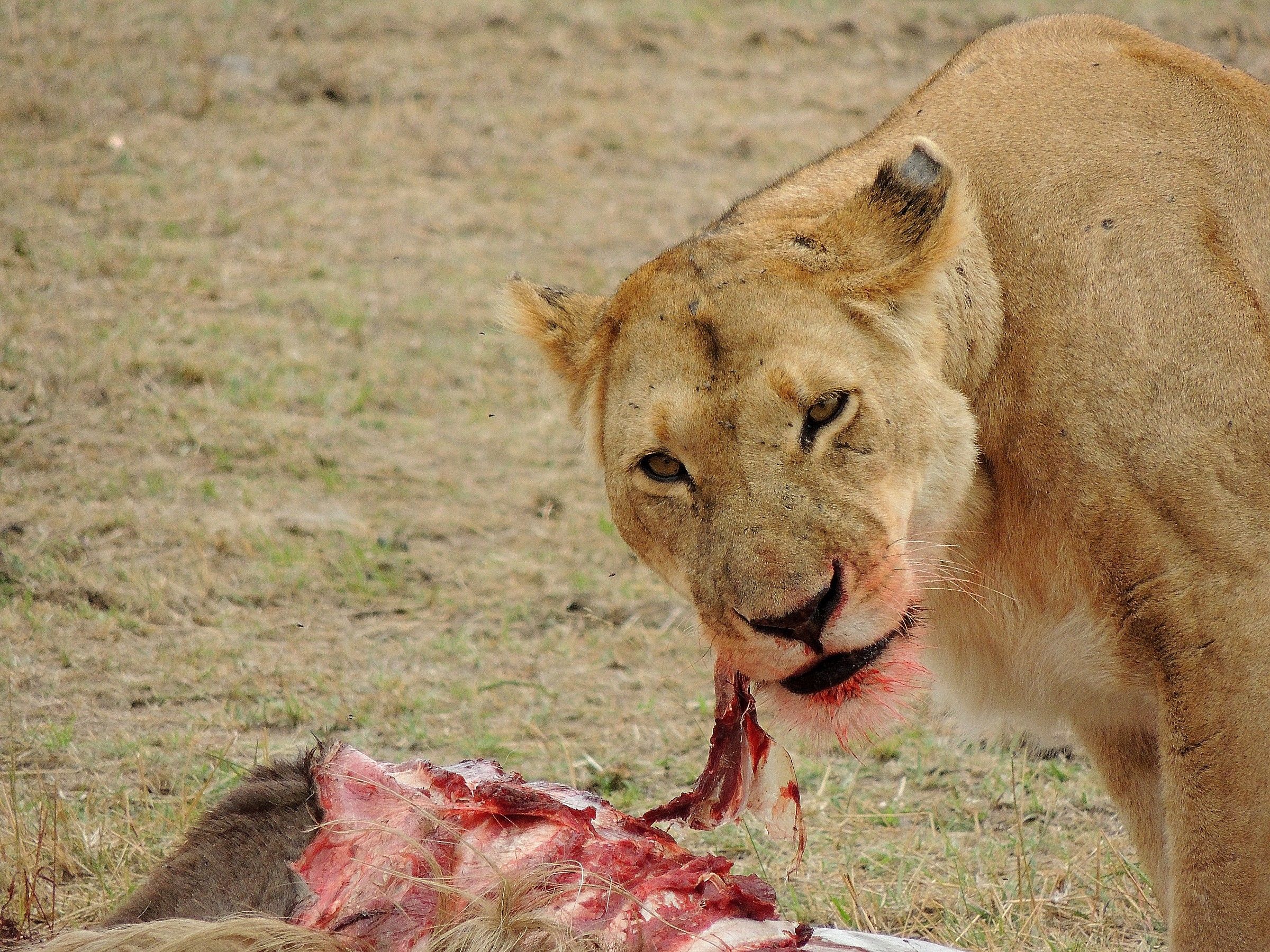 lioness lunch ...