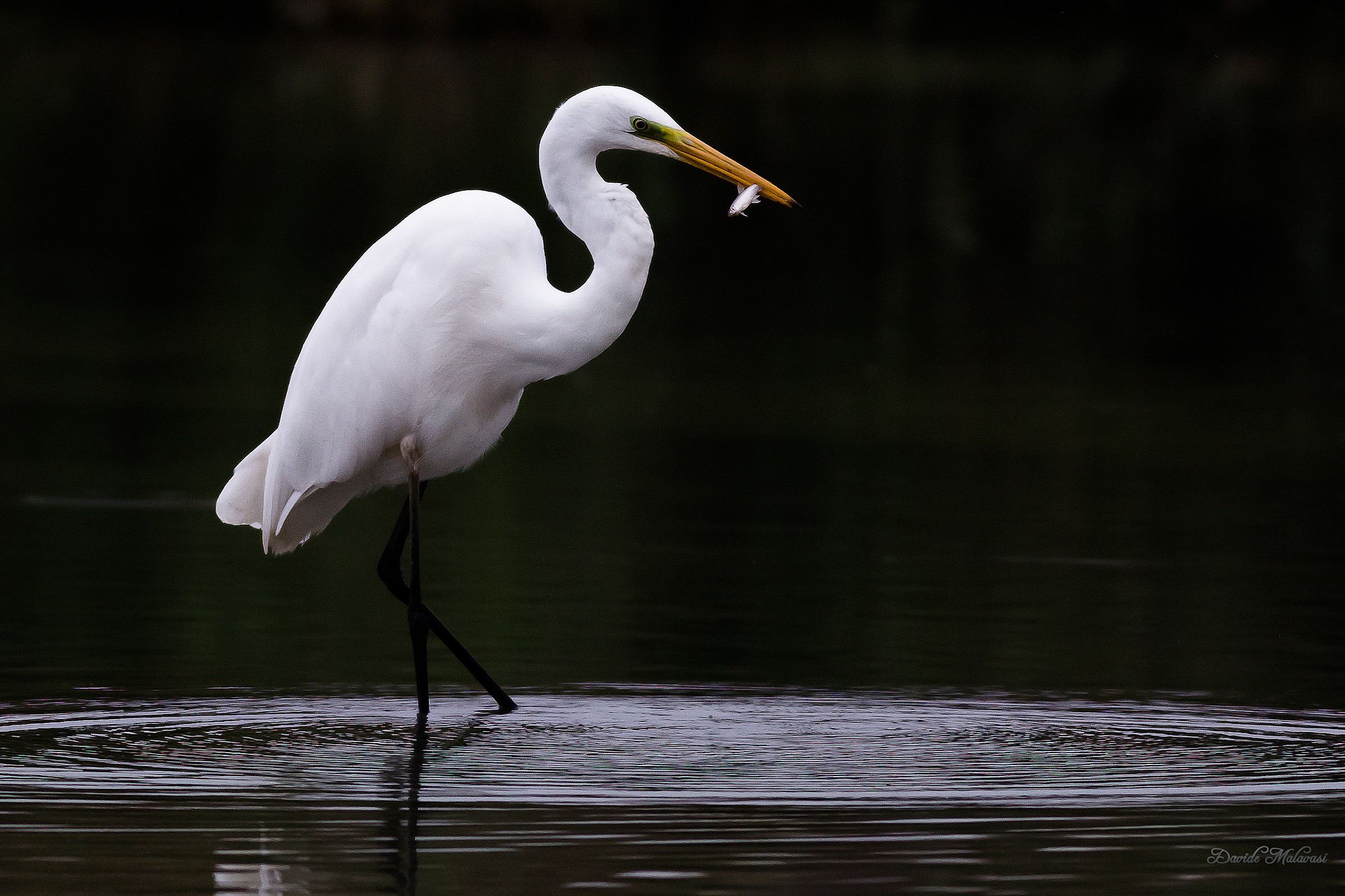 Airone bianco maggiore