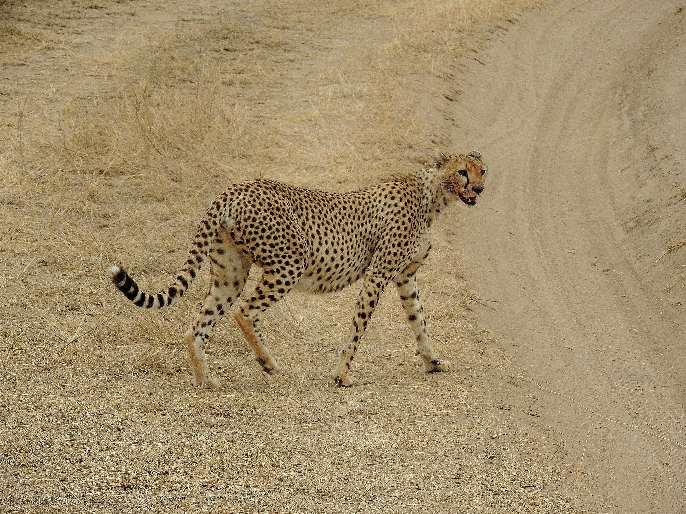 cheetah on the road