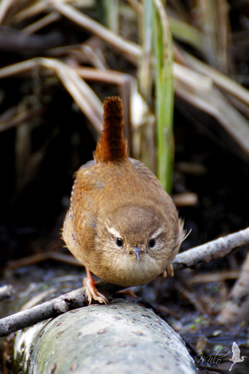 Small brother is watching you