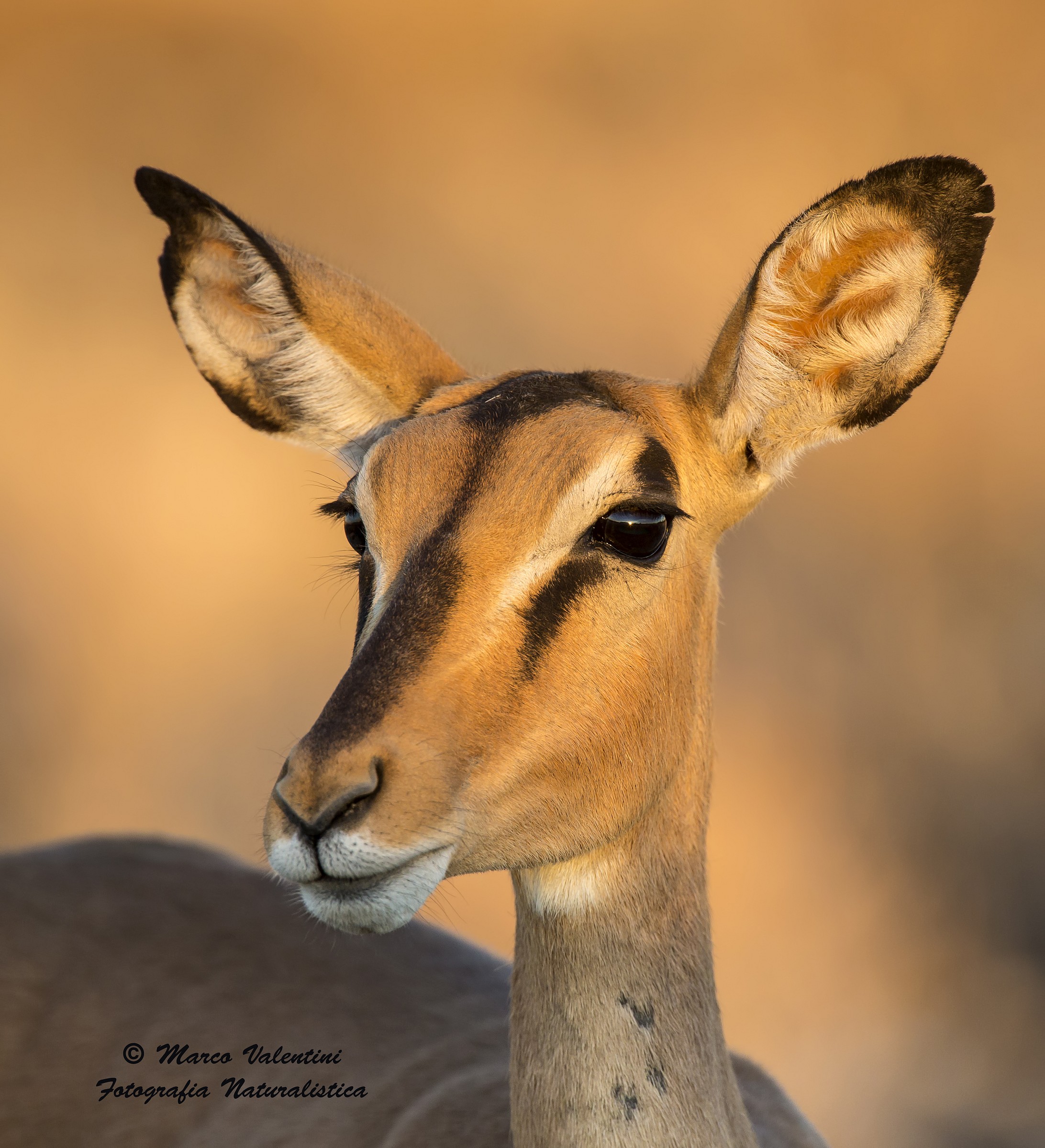 Il tramonto negli occhi