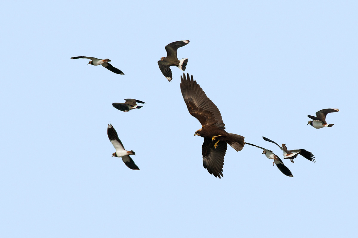 Lapwings attack ..