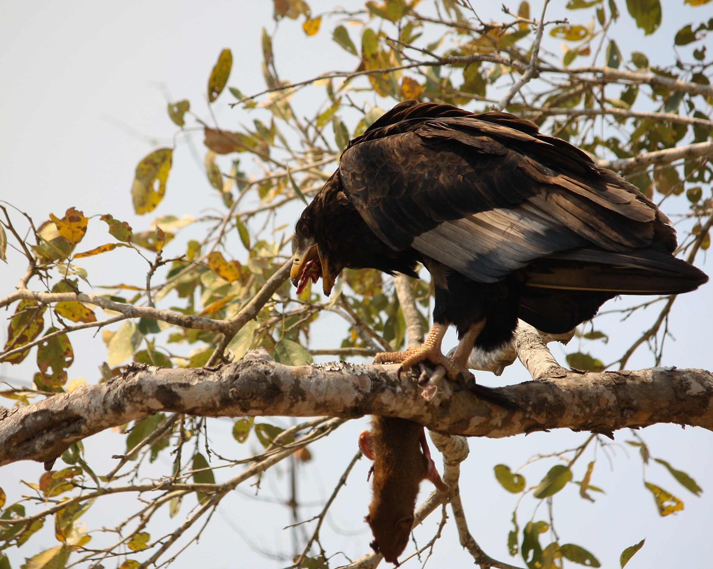Ictinaetus malaiensis (black eagle)