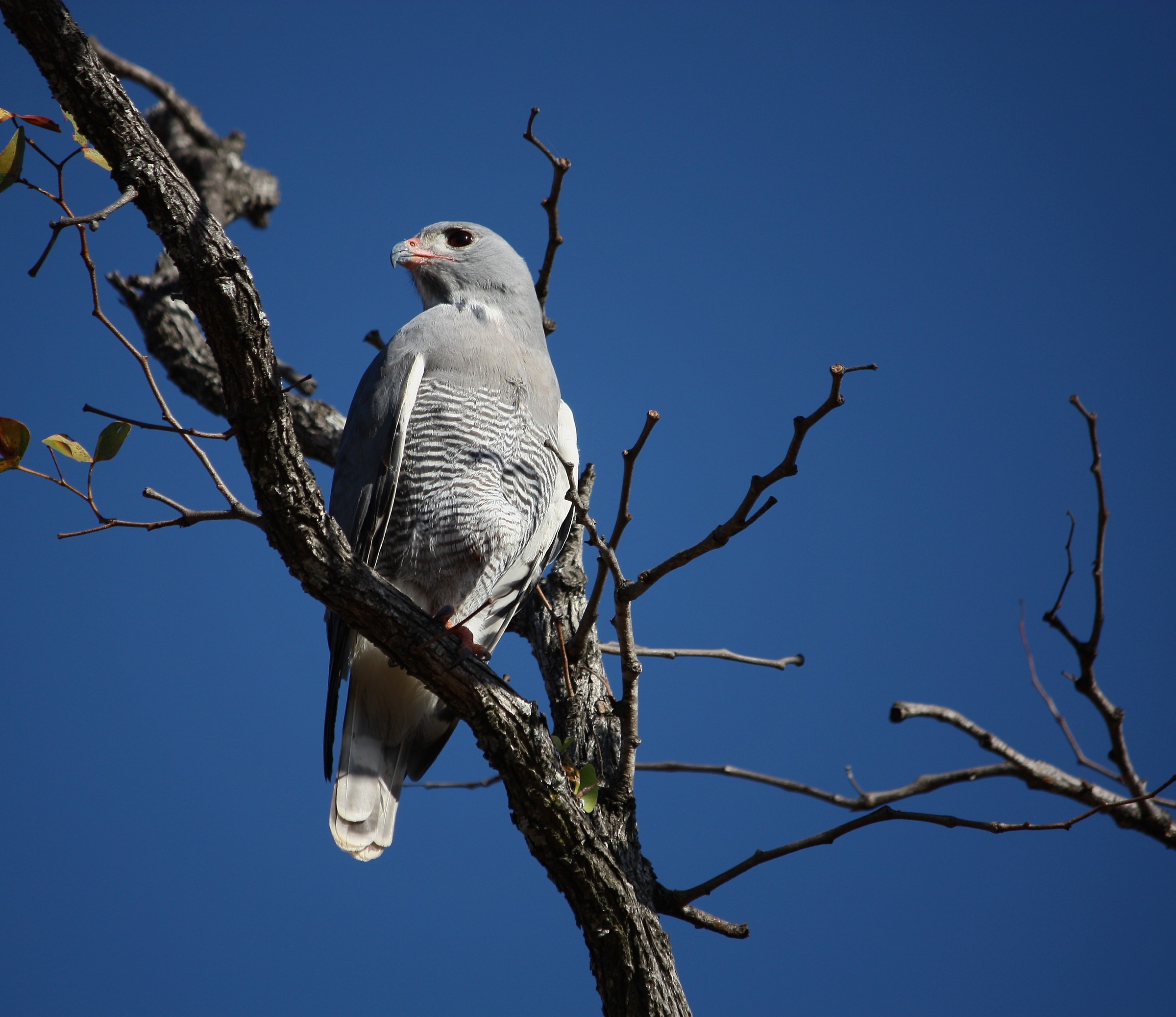 kaupifalco monogrammicus (lizard buzzard)