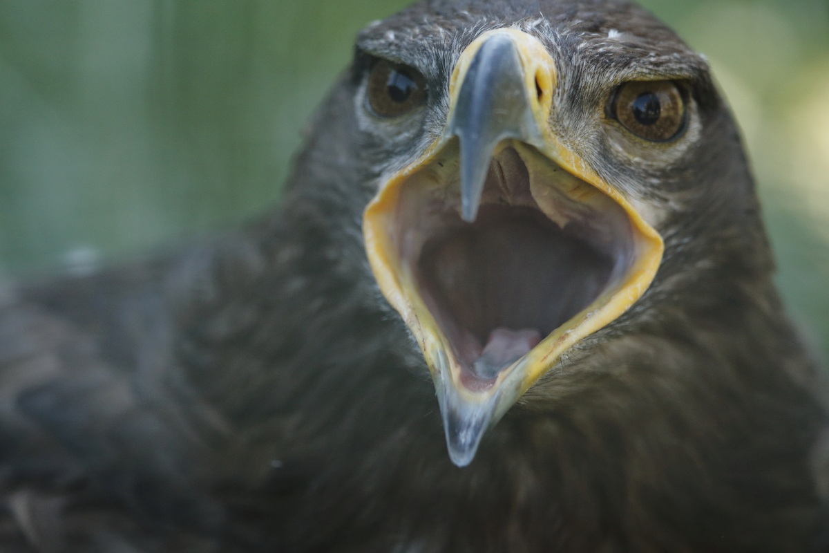 innervosito .. troppo vicino?