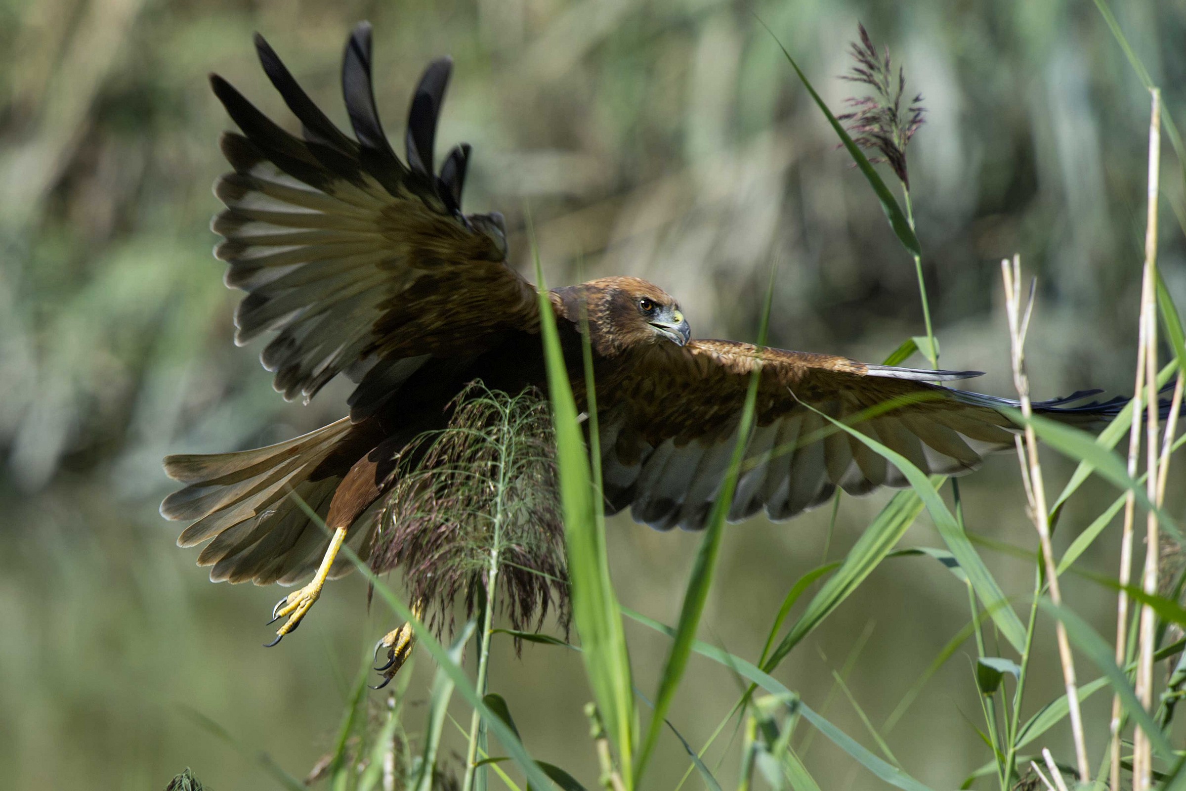 Marsh Harrier
