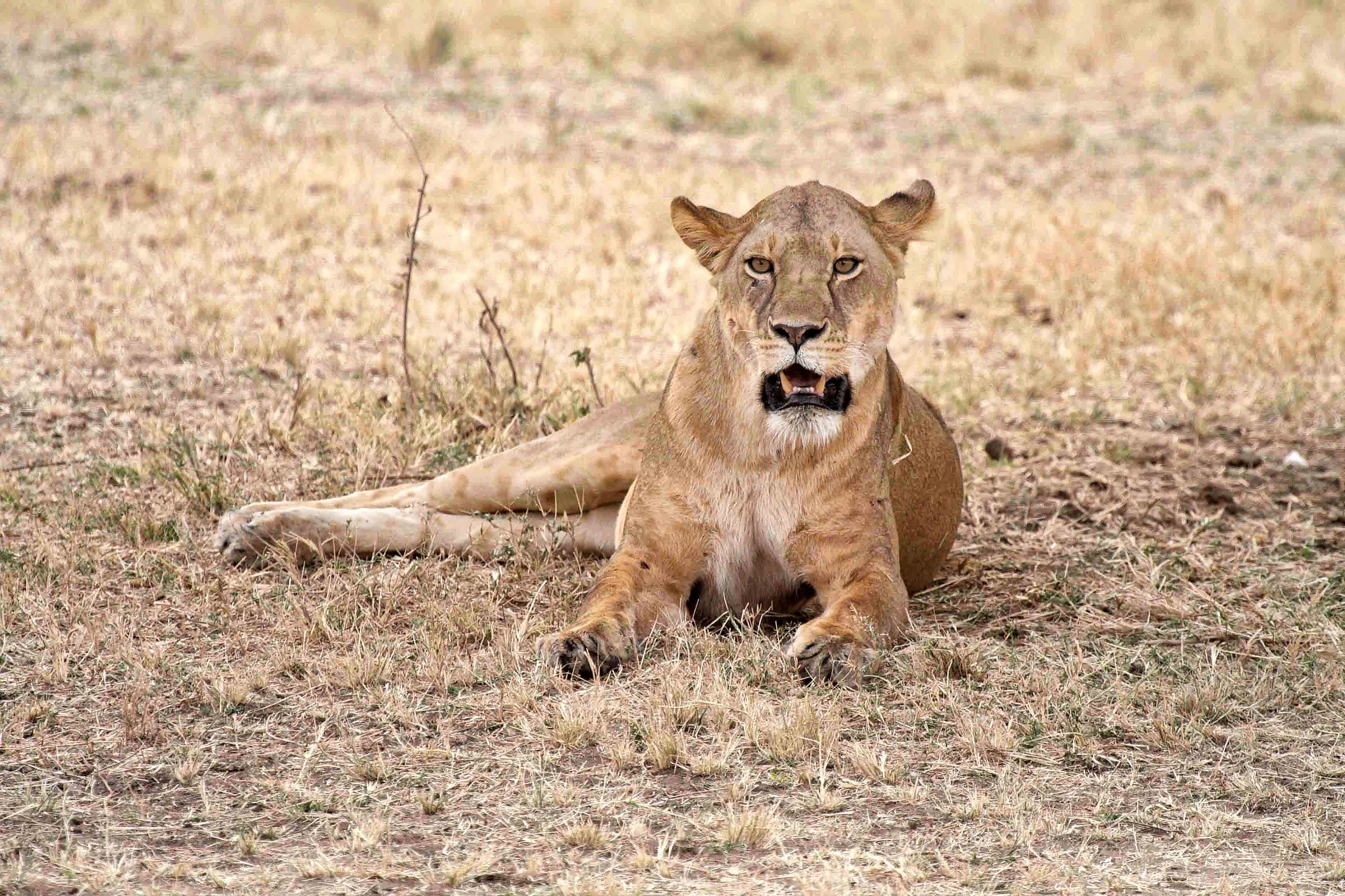 Mi devo proprio alzare