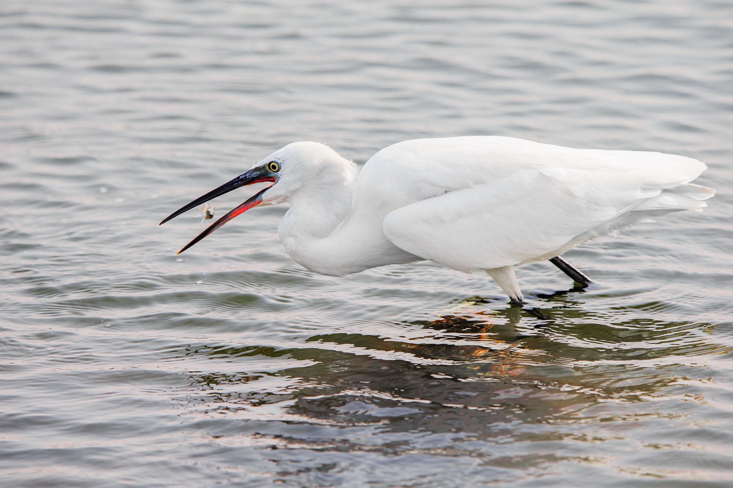 Egret Egret fishing