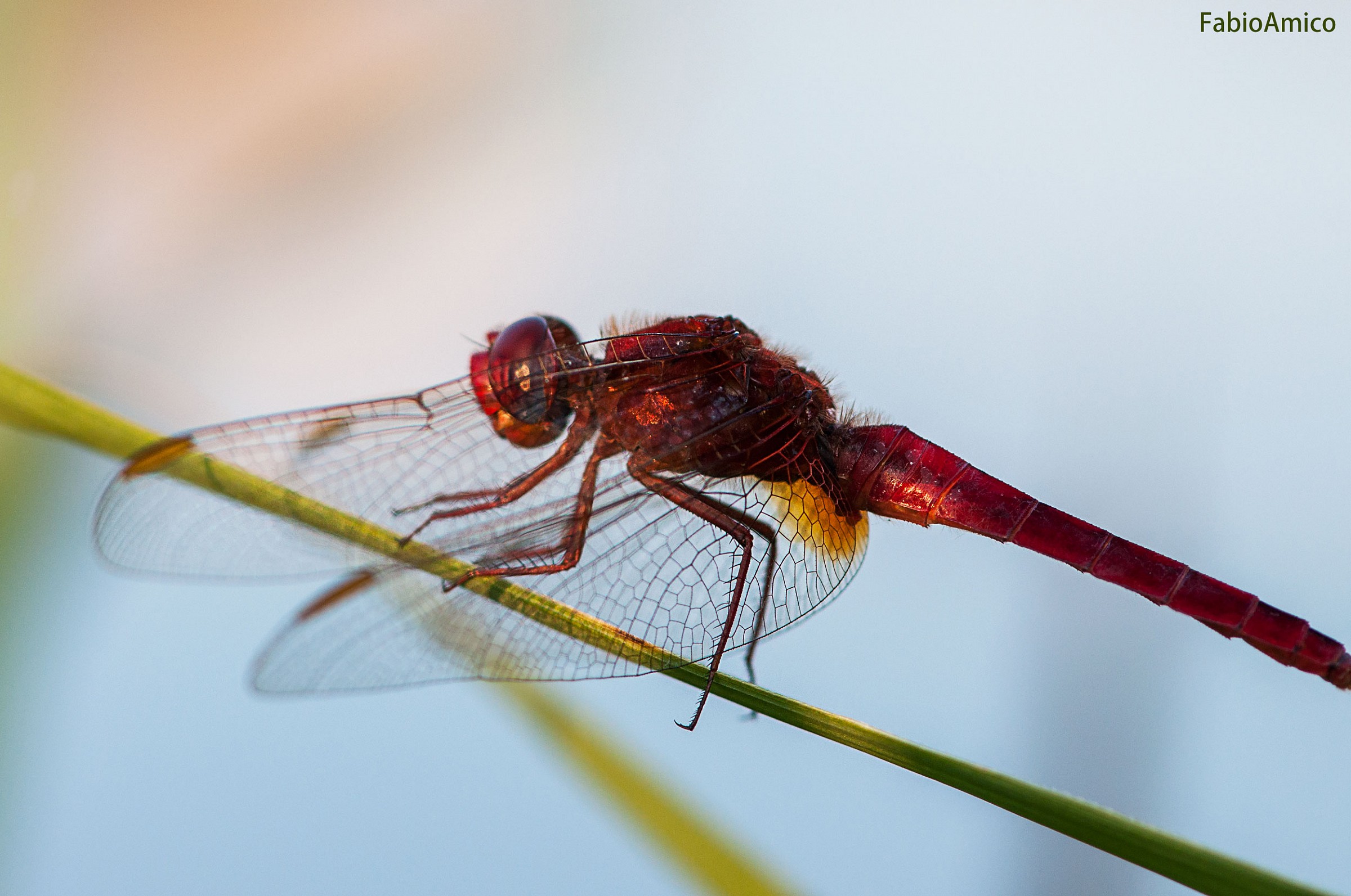 Il riposo della libellula