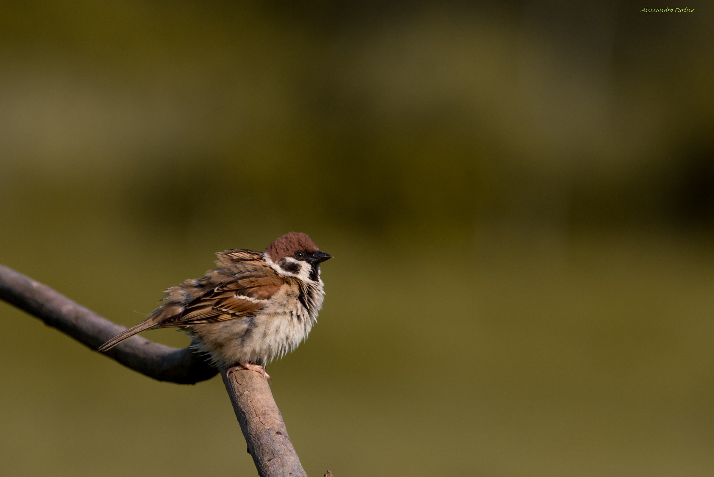 Tree Sparrow