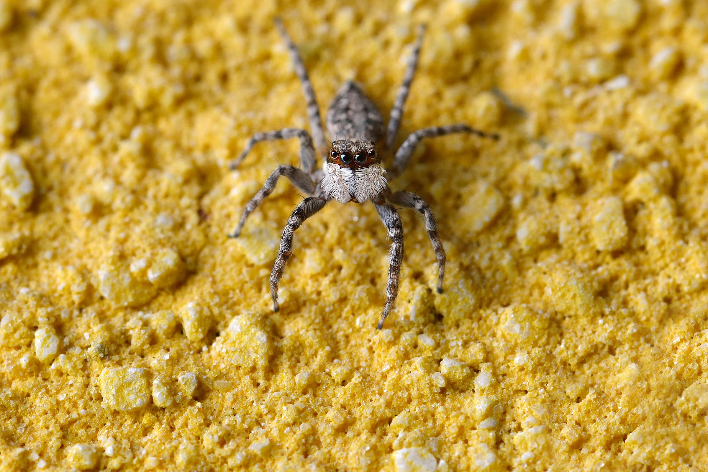 Salticidae