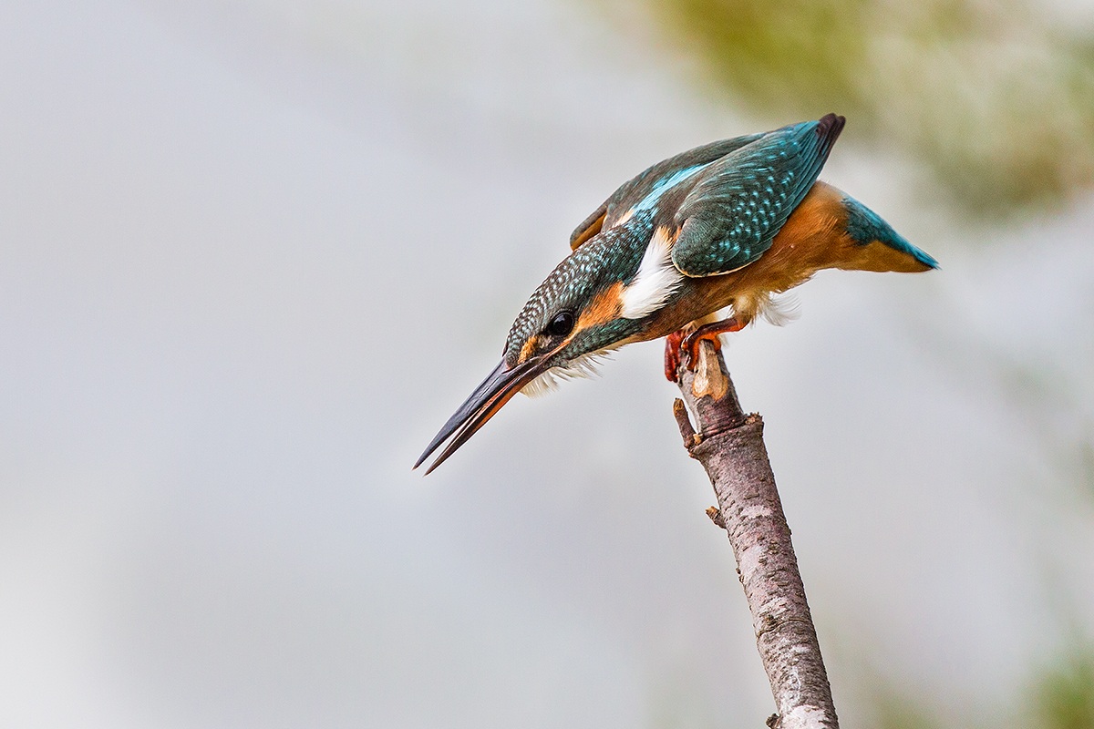 Adesso mi butto, vedi se riesci ad acchiapparmi a volo.
