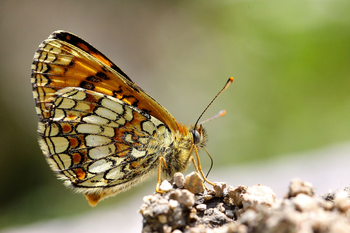 Melitaea athalia
