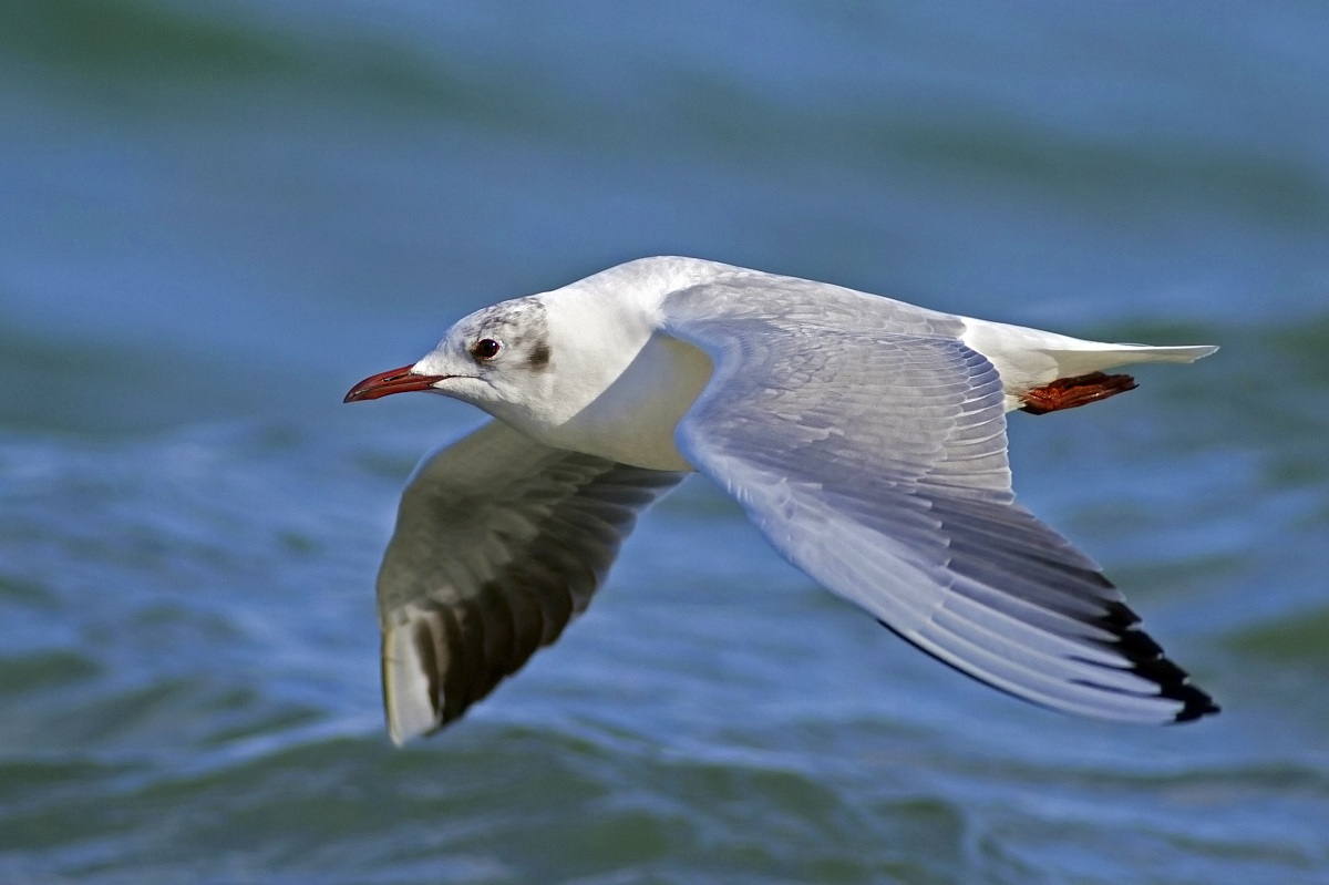 Gabbiano comune in volo