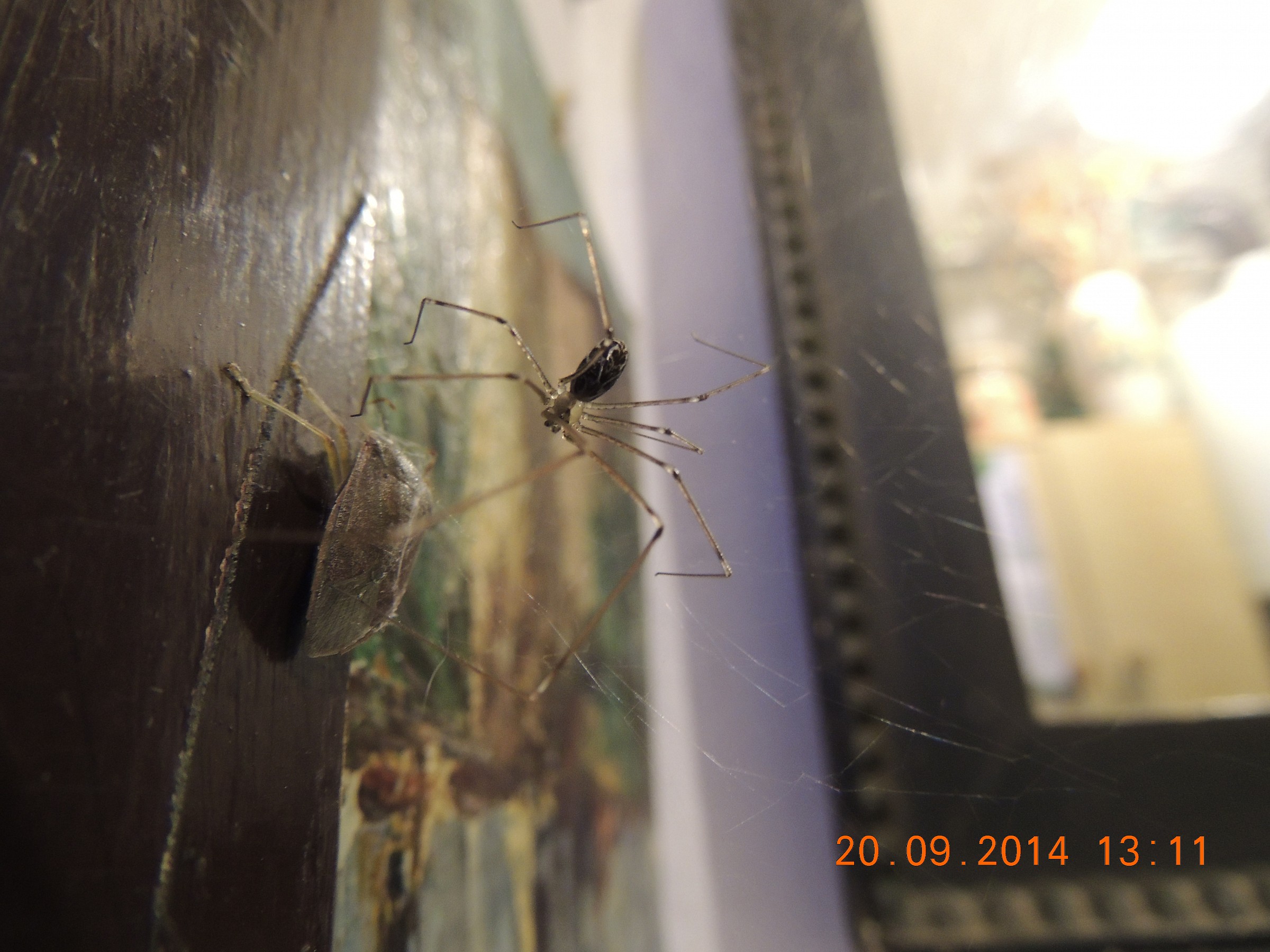 the spider like ..........