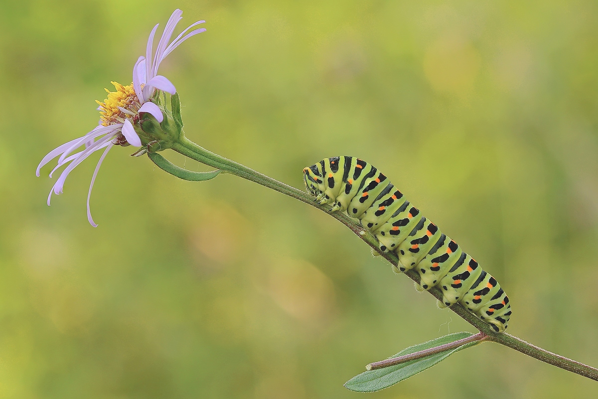 caterpillar of swallowtail