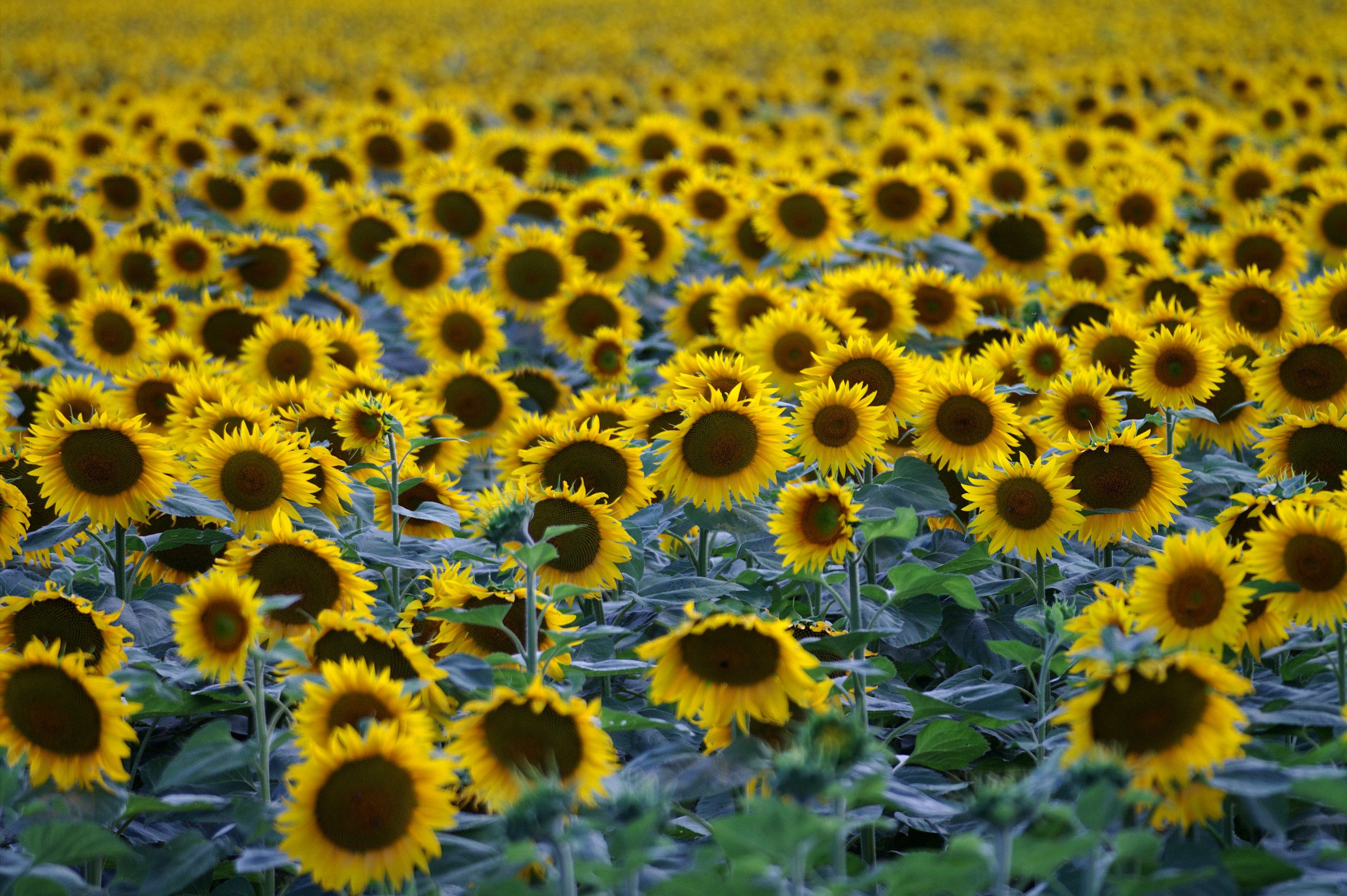 field of sunflowers
