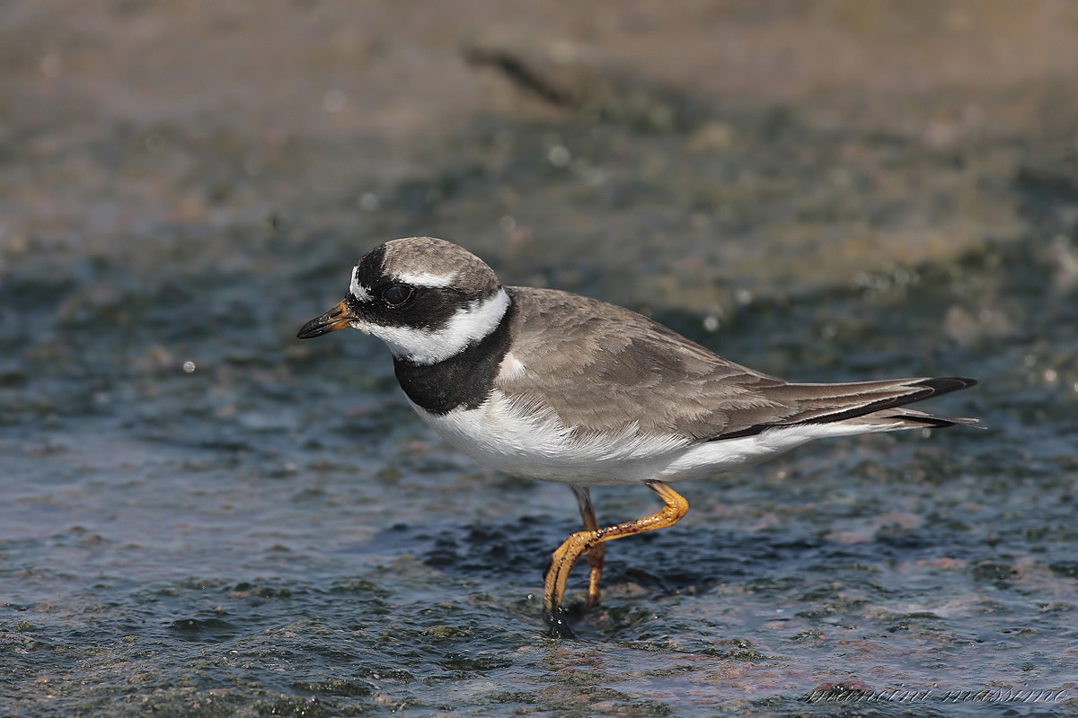courier big (Charadrius hiaticula)