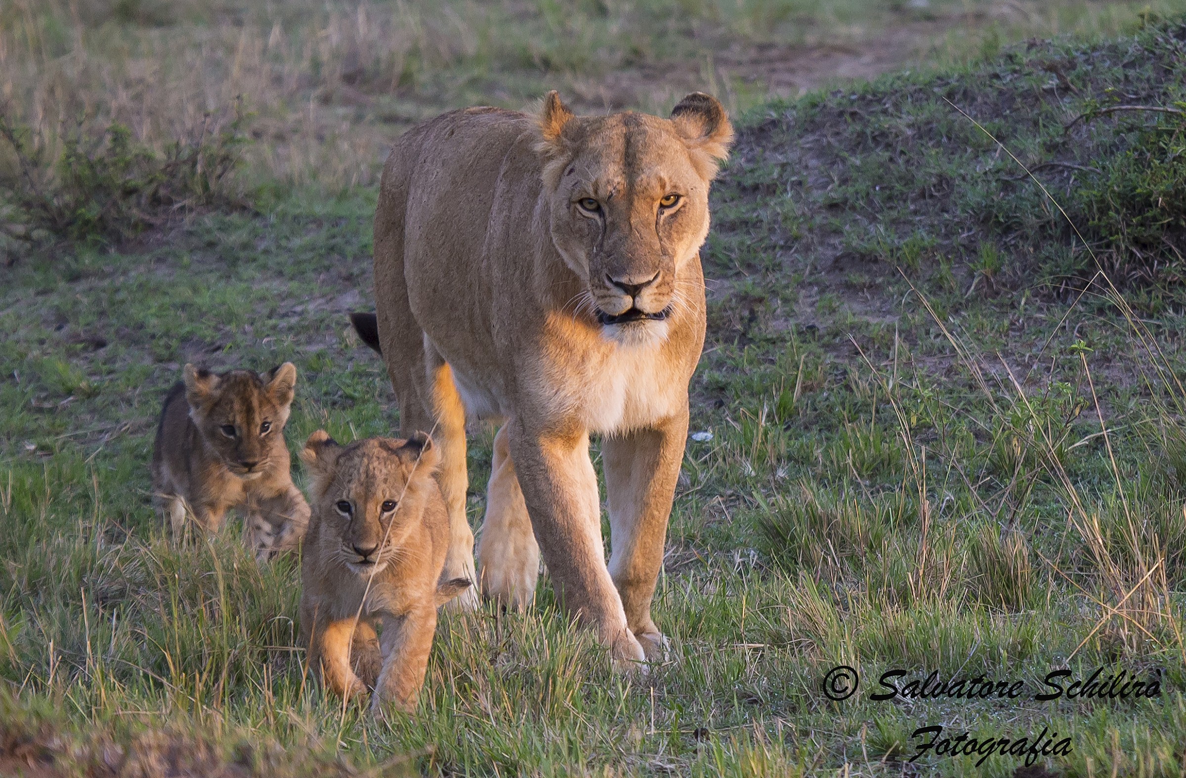 Passeggiata all'alba
