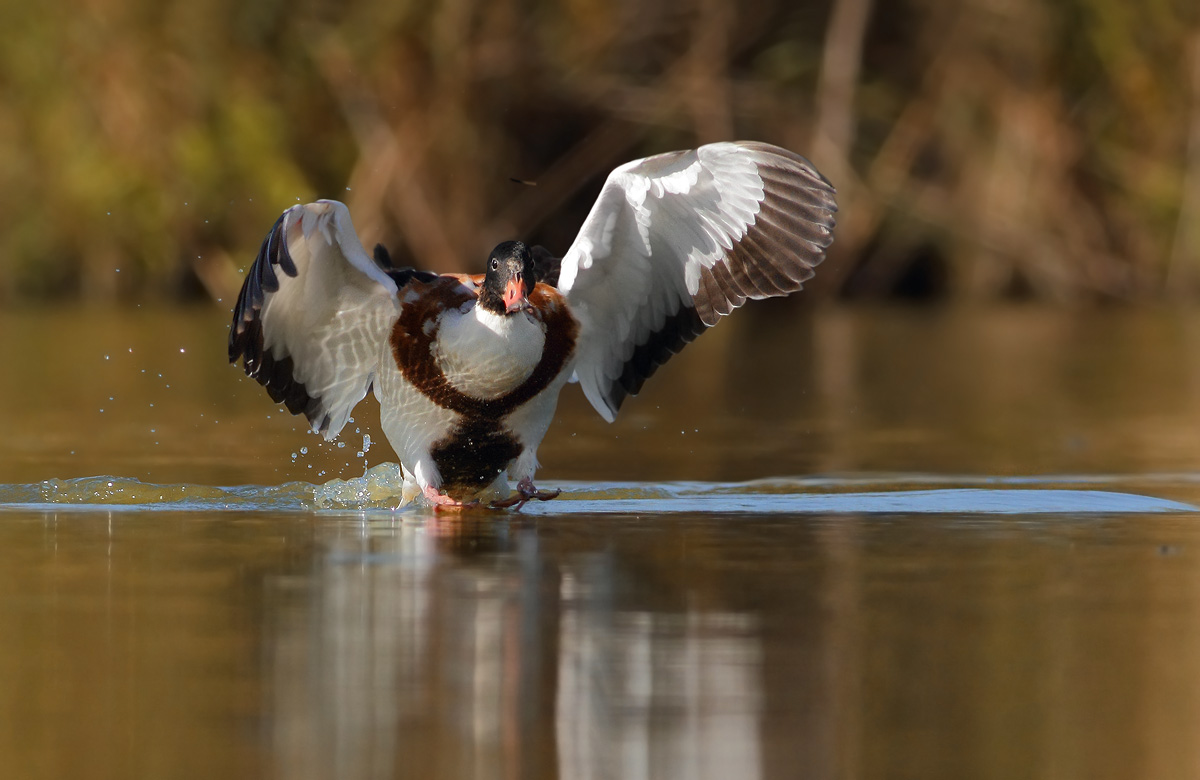 shelduck