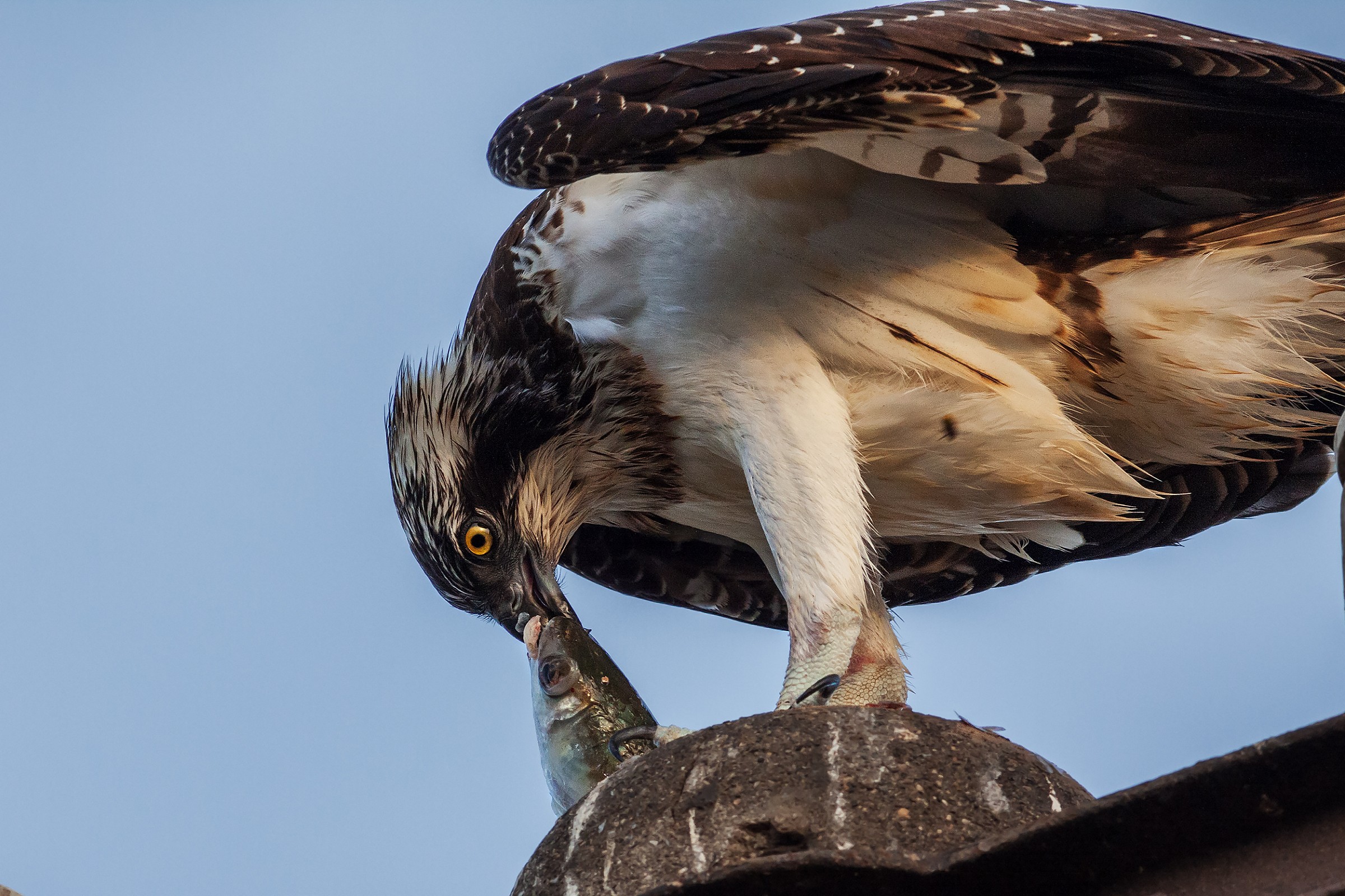 Face to face with the perpetrator