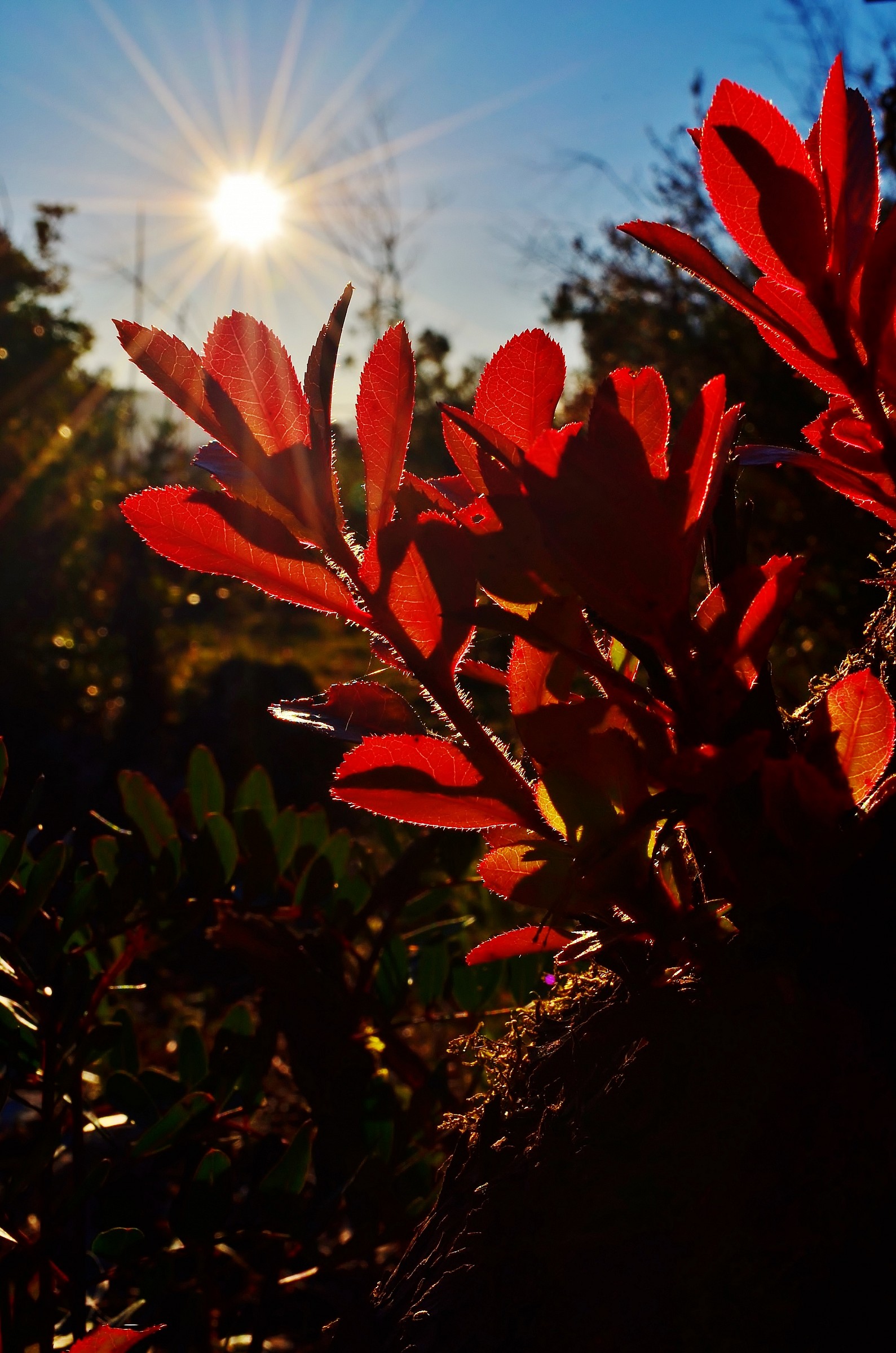 sun through the branches