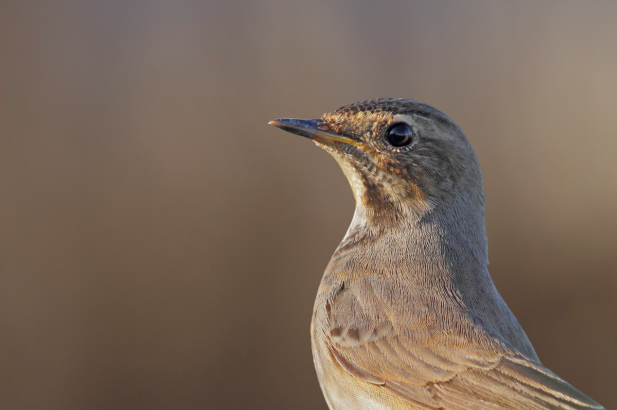 Bluethroat