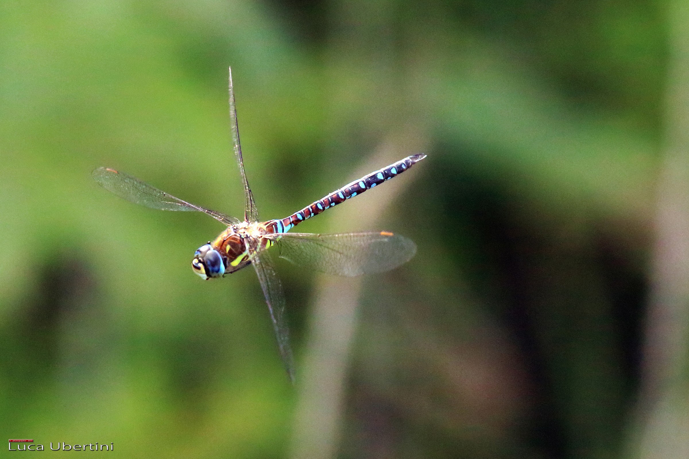Libellula