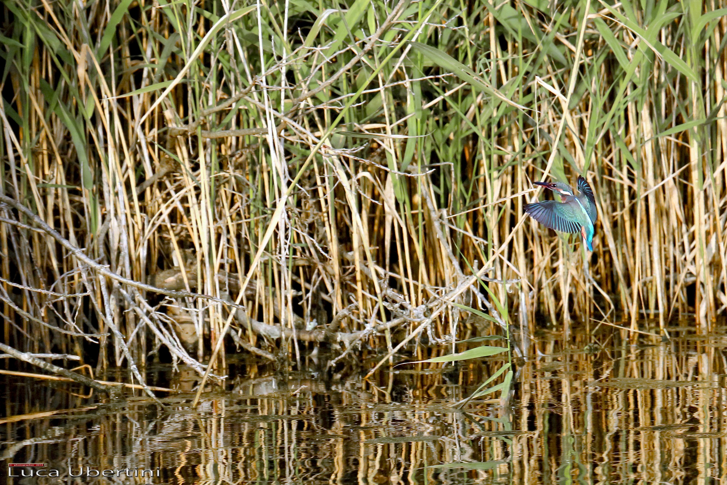 Il mio primo Martino