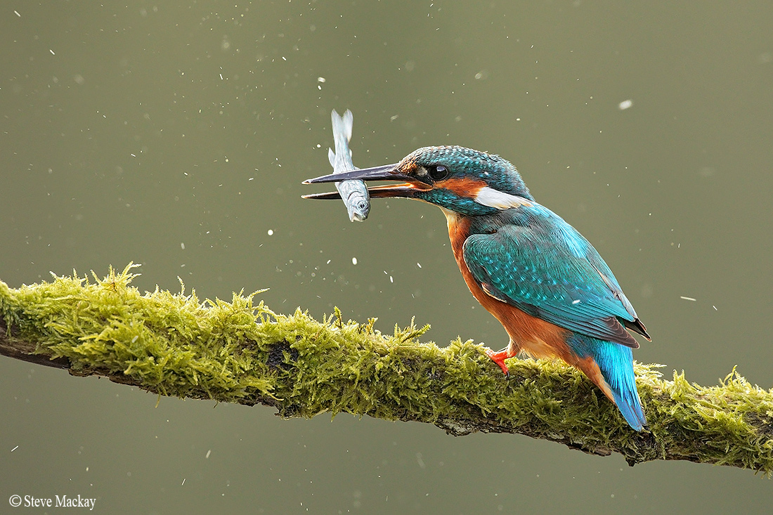 Kingfisher II
