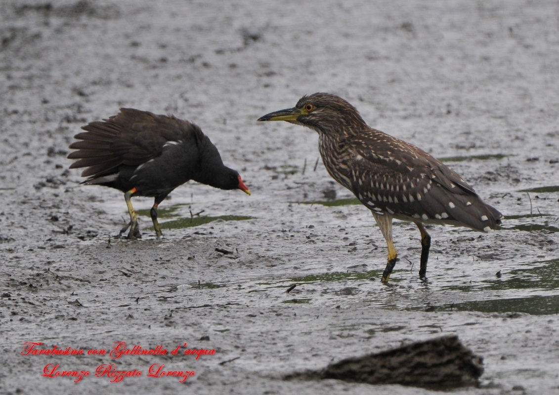 Nitticora con gallinella