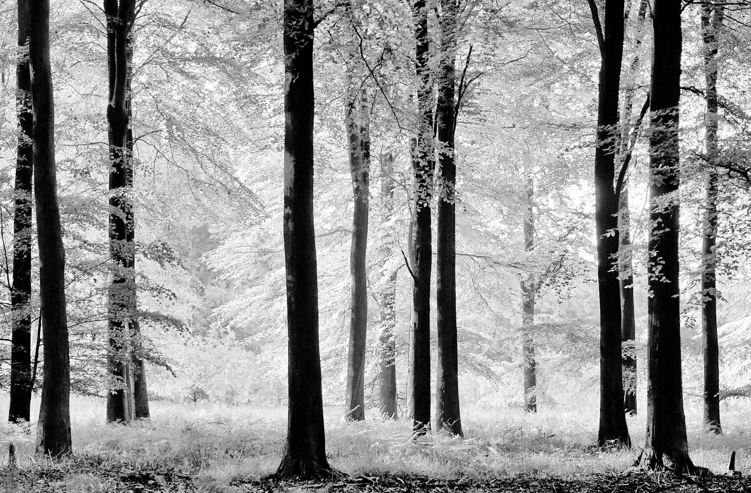 Snowy primavera Alberi