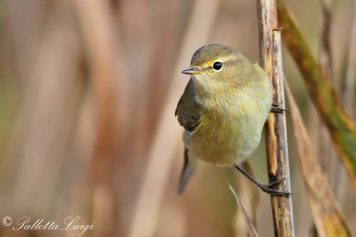 He small (Phylloscopus collybita)