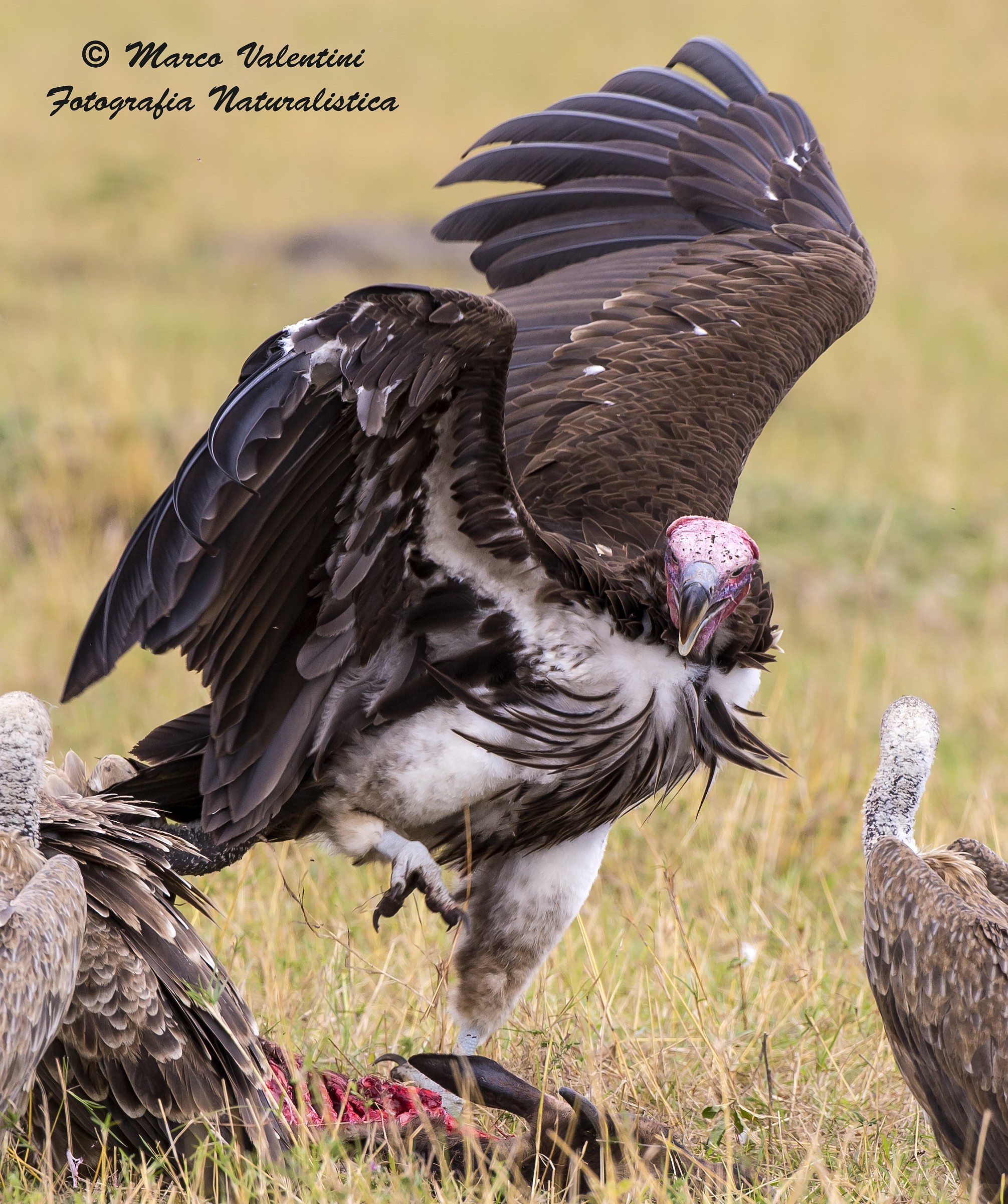 Shall we dance (danza macabra)