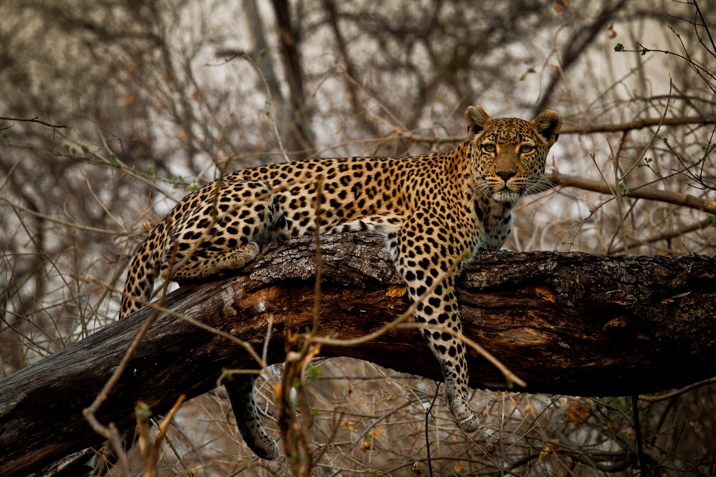 Leopard at sunset