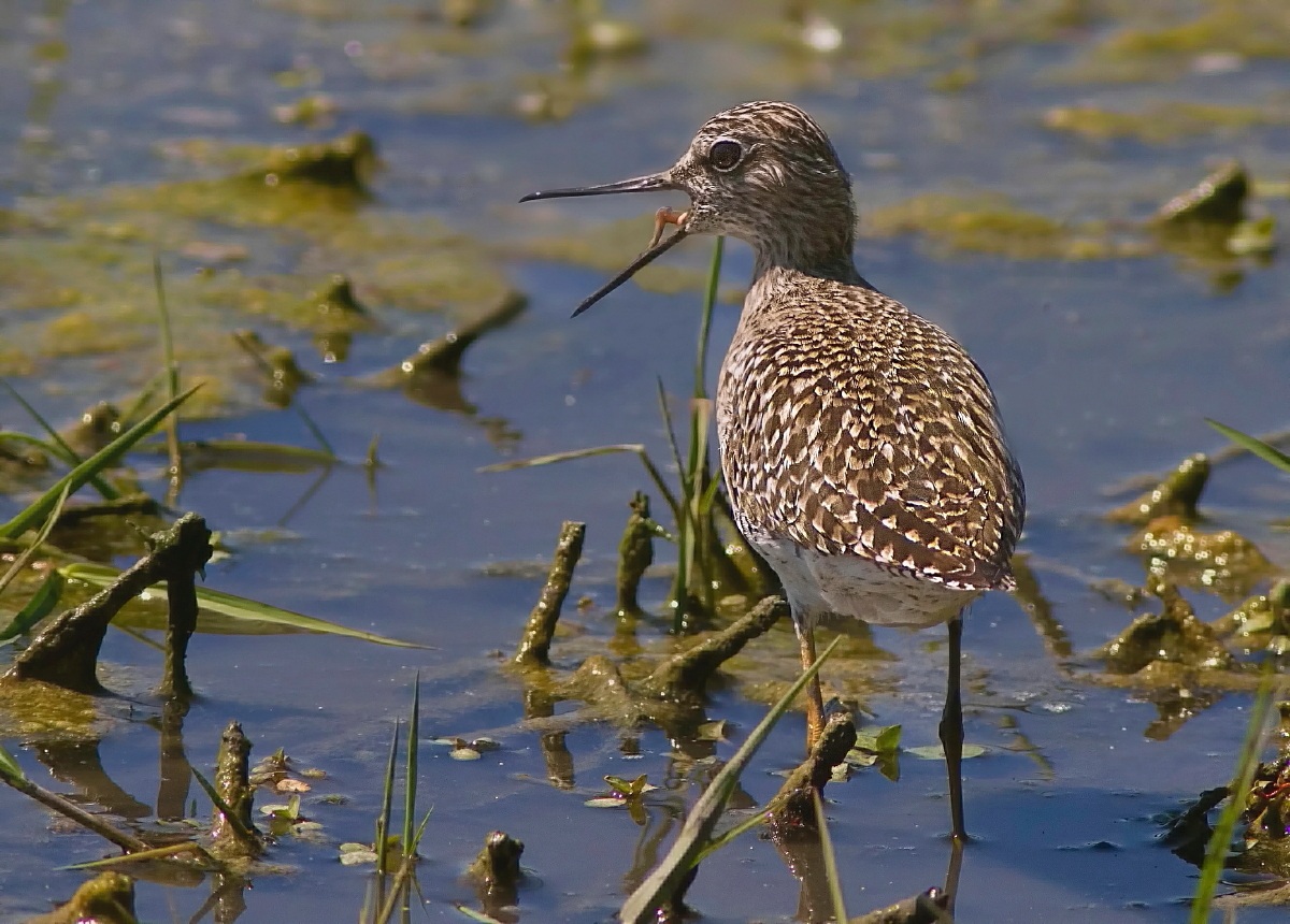 Piro Piro Boschereccio