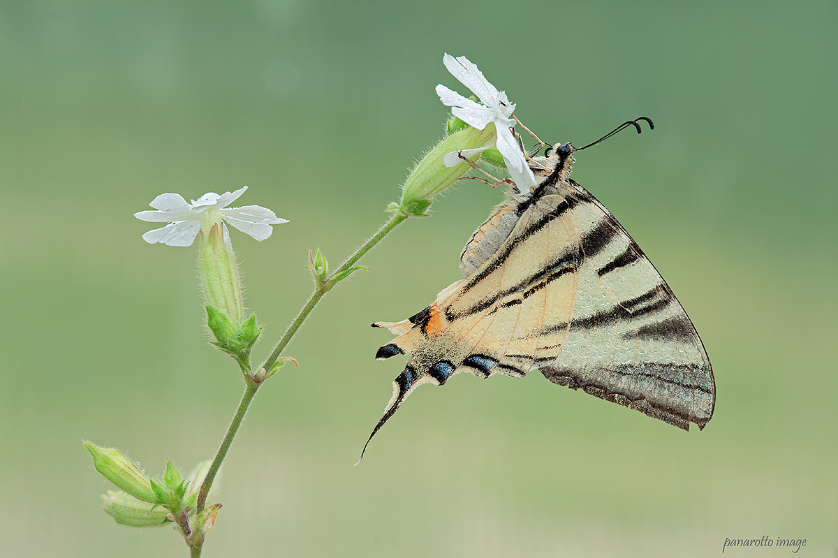Scarce Swallowtail