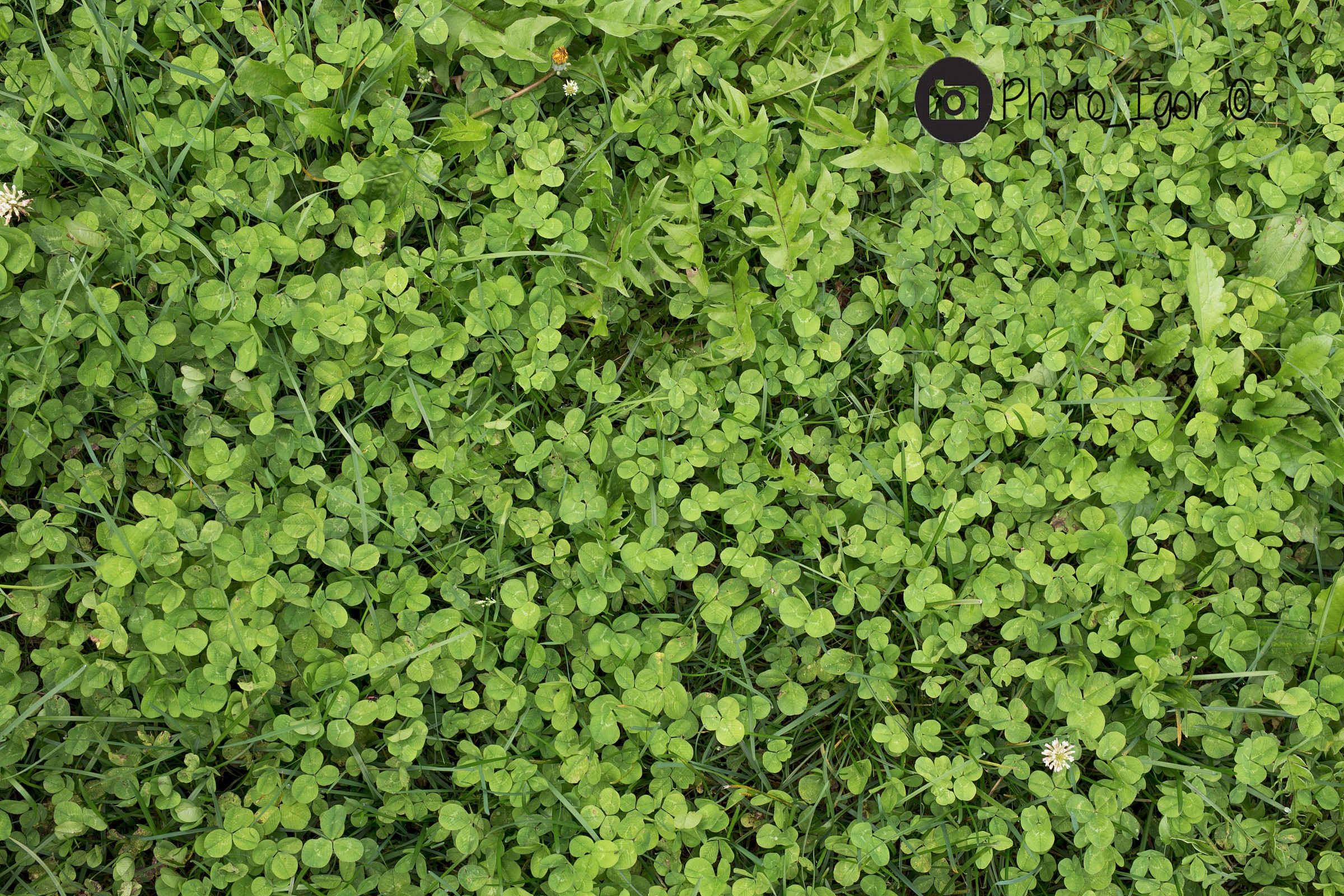 Trova il quadrifoglio!