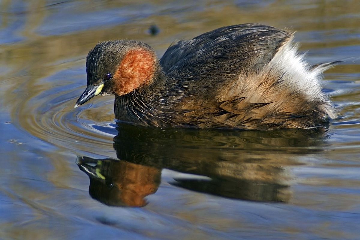 Little Grebe