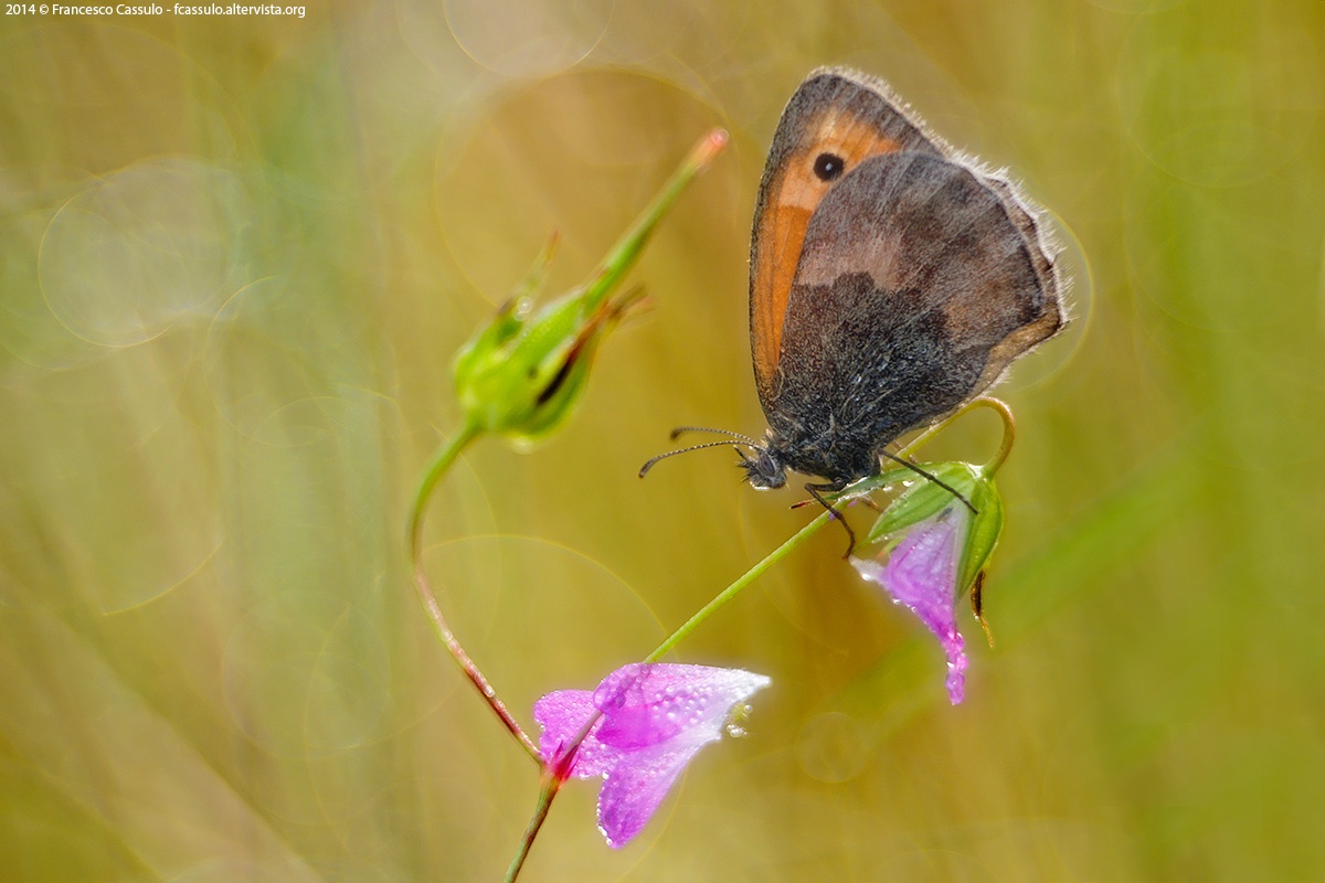 Coenonympha pamphilus (Linnaeus, 1758)