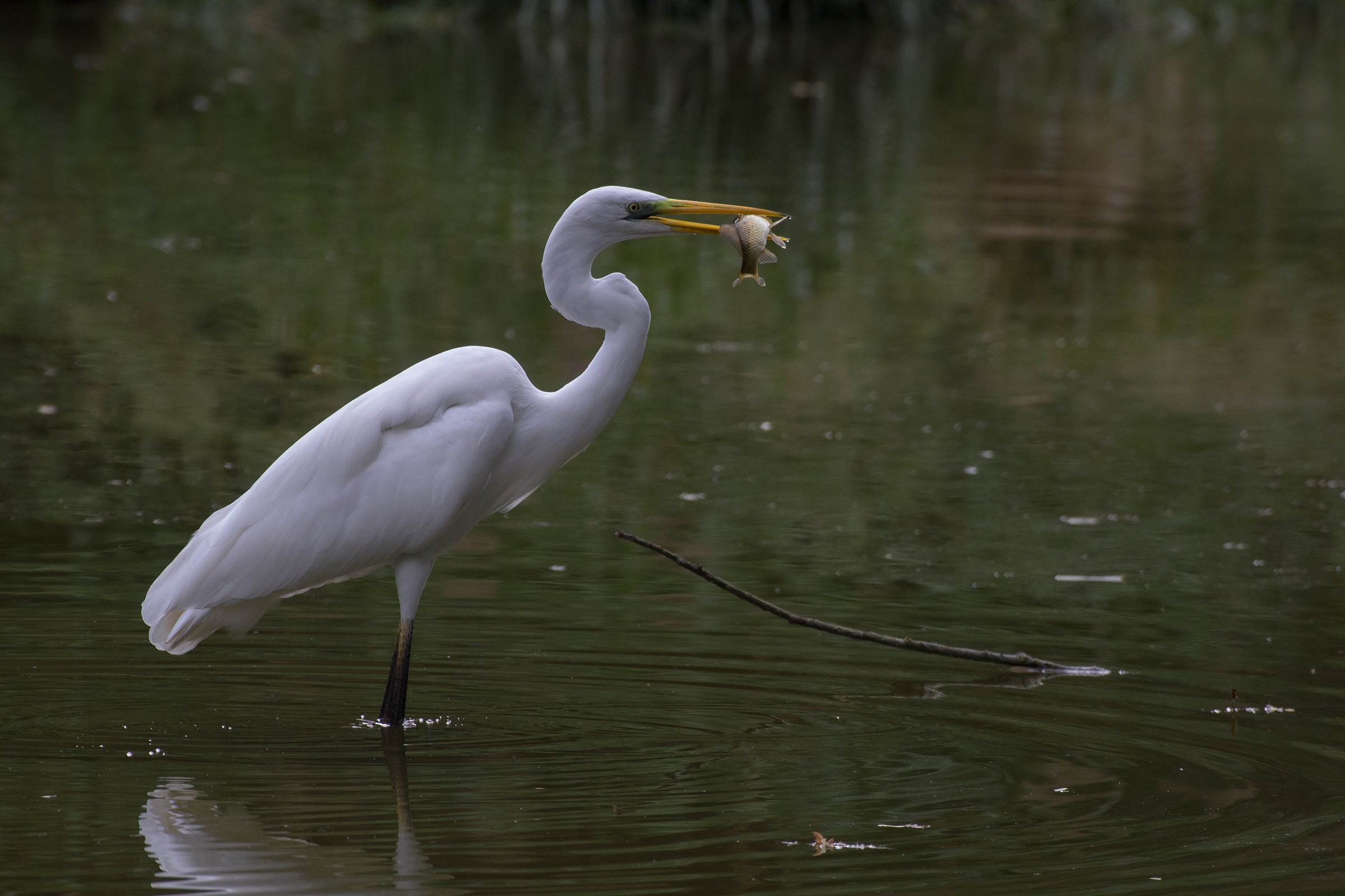 Great Egret