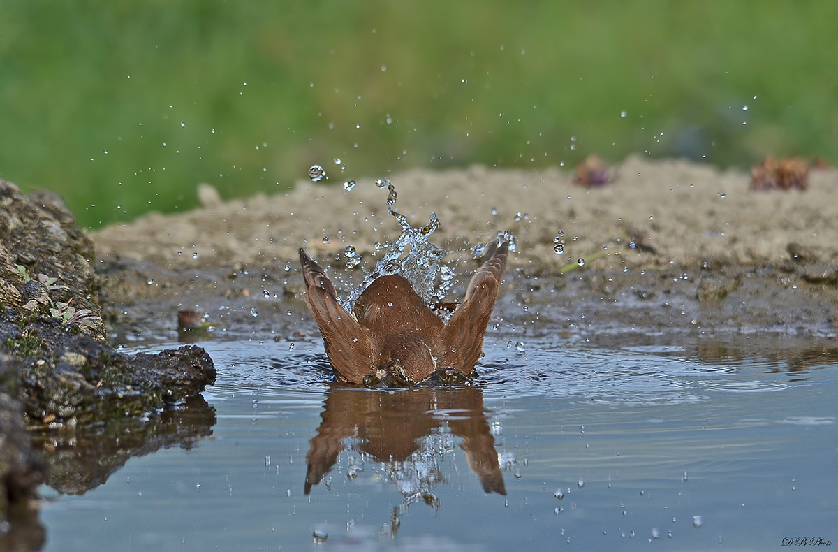Nightingale in diving .......