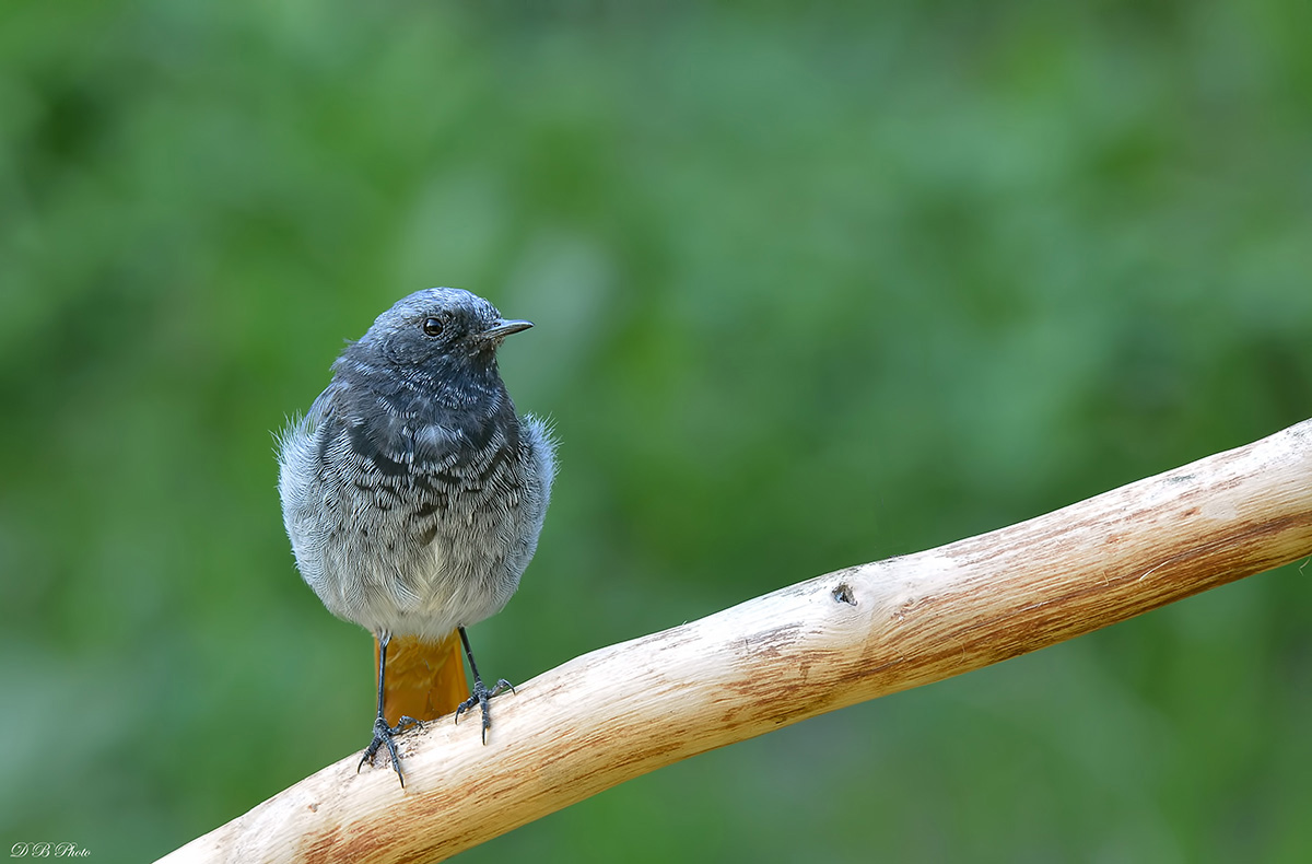 Black Redstart male.