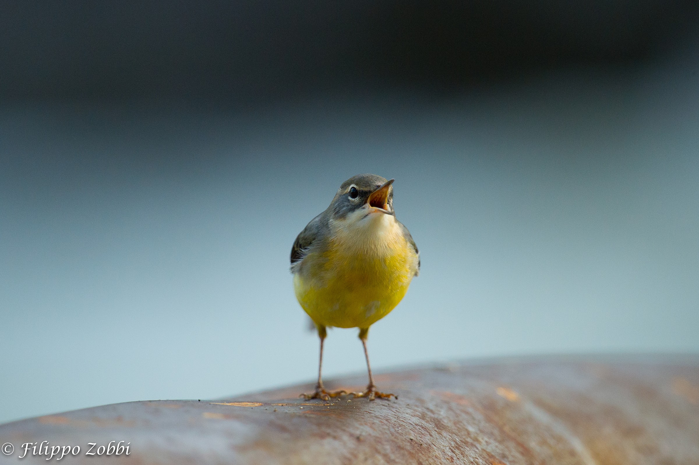The scream of the Grey Wagtail