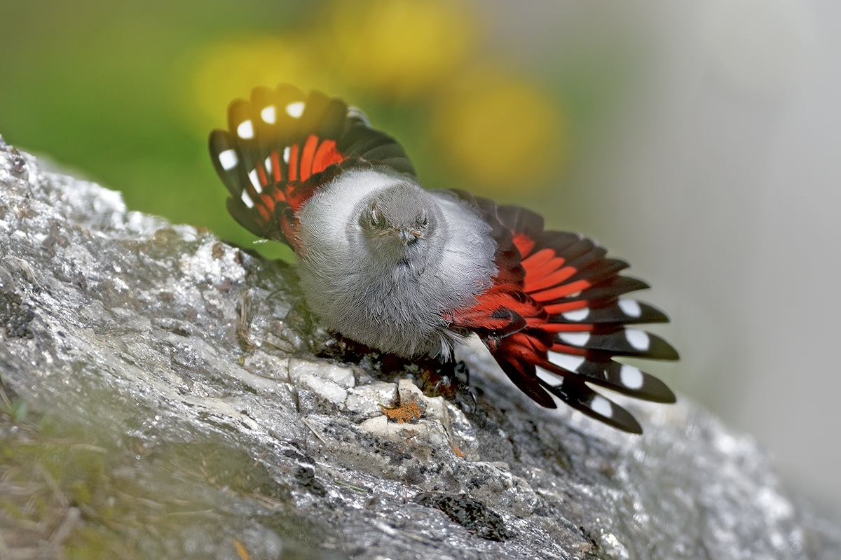 I primi voli del giovane muraiolo