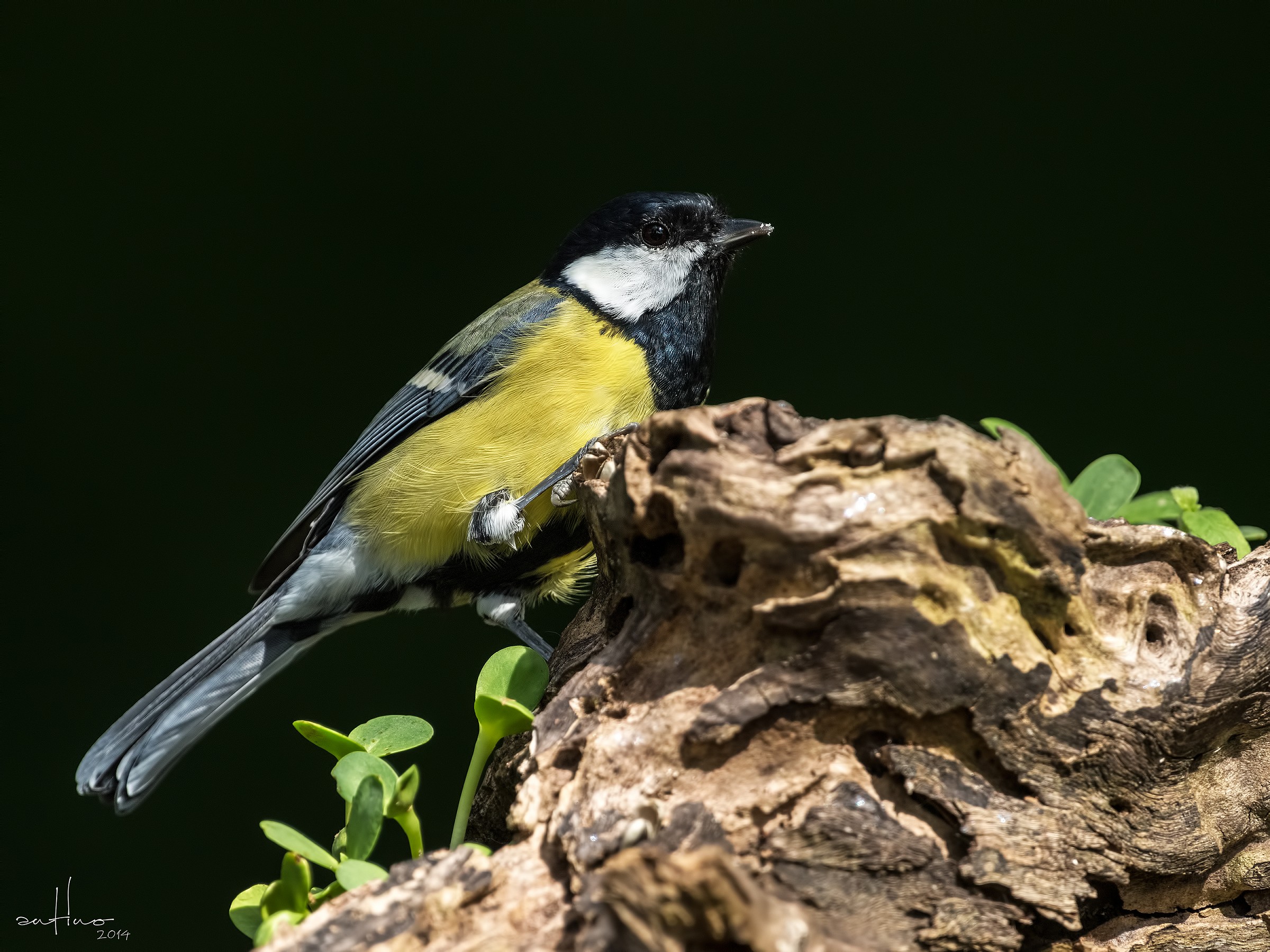 Great Tit