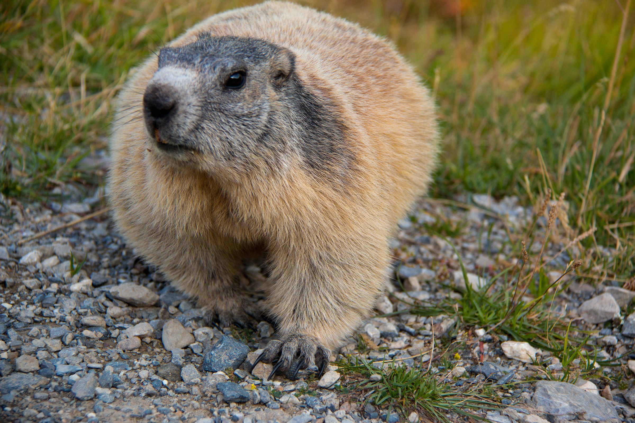 marmotta2